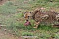 Cheetah At Breakfast