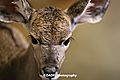Kudu Calf, Close Up