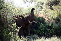 Amboseli  - Elephant