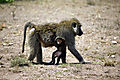 Baboon With Baby