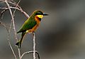 Bee-Eater after a meal