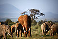Herd Of Elephant In Amboseli