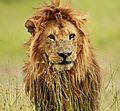Male Lion having a bad hair day