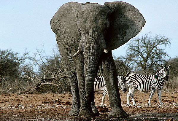 Elephant And Zebra