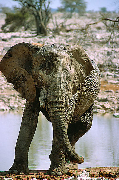 Elephant At Man-made Waterhole
