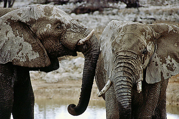 Elephants At Okaukuejo Waterhole