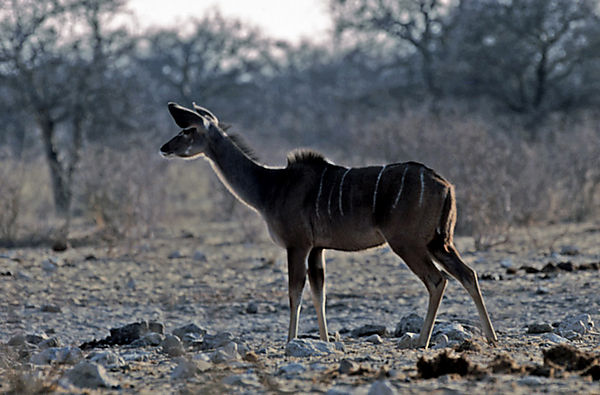 Kudu Doe