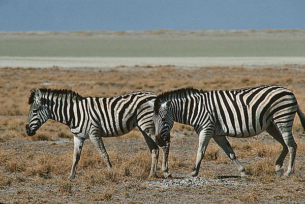 Plains Zebra With Etosha Pan In The Background