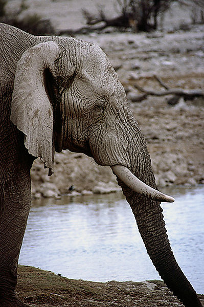 Sad Looking Elephant