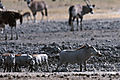 A Sounder Of Warthogs