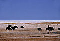 Flock Of Ostrich Near Etosha Pan
