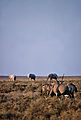 Gemsbok And Elephants In Etosha