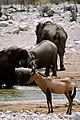 Hartebeest And Elephants, Man Made Waterhole