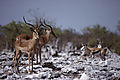 Impala And Springbok