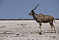 Kudu Bull On Etosha Pan