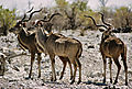 Kudu Bulls
