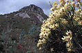 Leucospermum, Just Outside Cape Town