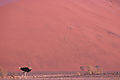Ostrich In The Namib Desert