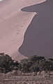 Plant Life In The Namib Desert
