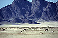 Springbok In The Desert