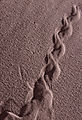 Tracks In The Sand