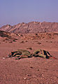 Welwitschia Mirabilis, Namib Desert