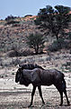 Wildebeest, Kagalagadi Transfrontier Park