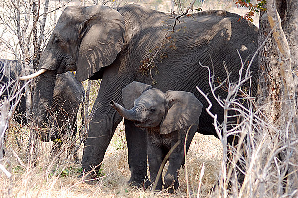 Elephant mom and calf