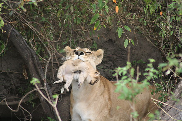 Lioness Carrying Her Cub - Mother's Love