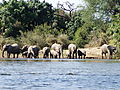 Family Outing On The Zambezi