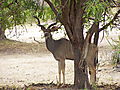 Greater Kudu In The Selous