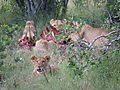 Lion Family With Kill