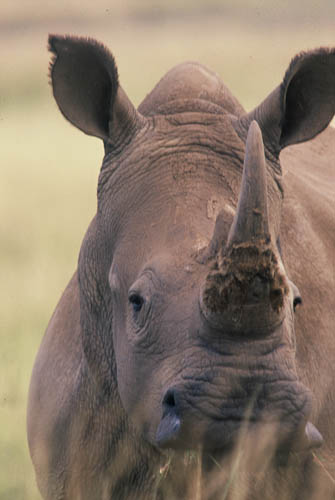 Close Up White Rhino In Long Winter Grass