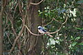 african blue flycatcher