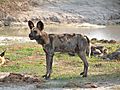 African Wild Dog In Savute