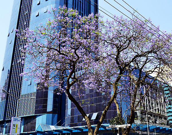 Jakaranda tree in Nairobi