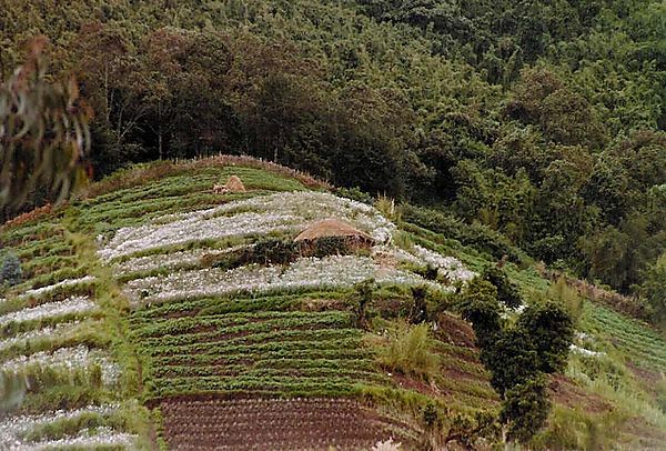 Terrace cultivation