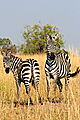 Curious zebras