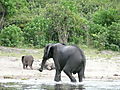 Elephant  Family Having Fun In Chobe River