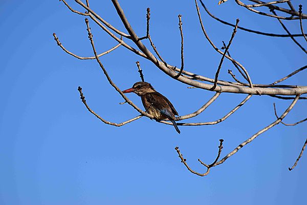 Brown-hooded Kingfisher against a blue sky