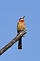 White fronted Bee eater