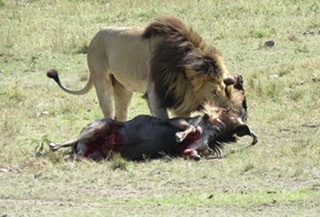 Male Lion makes the Kill