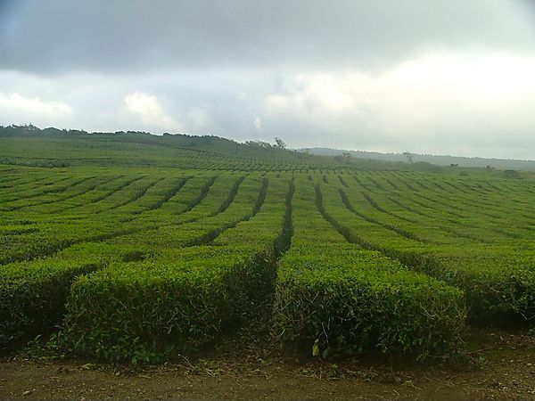 Tea Plantation Near Grand Bassin