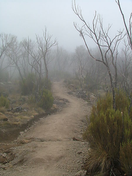 Trail Up Mount Kilimanjaro (day 2)