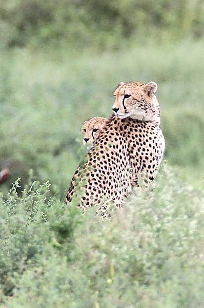 Cheetah and older cub