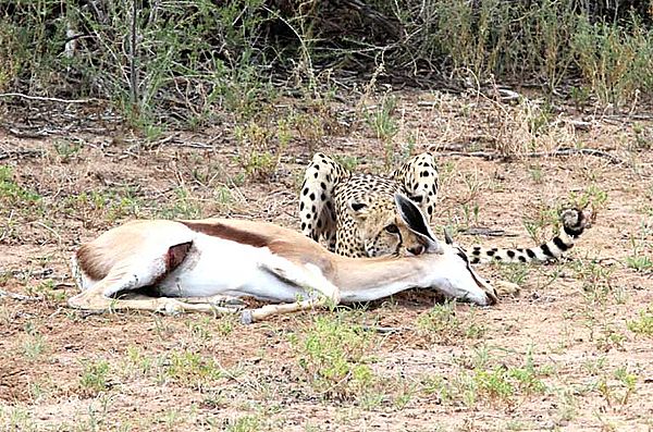 Cheetah has control of Springbok