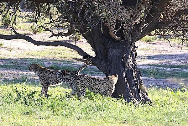 Cheetah in a tree 1