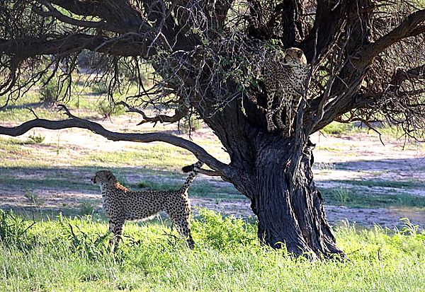 Cheetah in tree while sibling marks it. ??