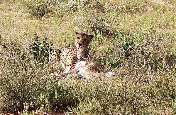 Cheetah time to eat