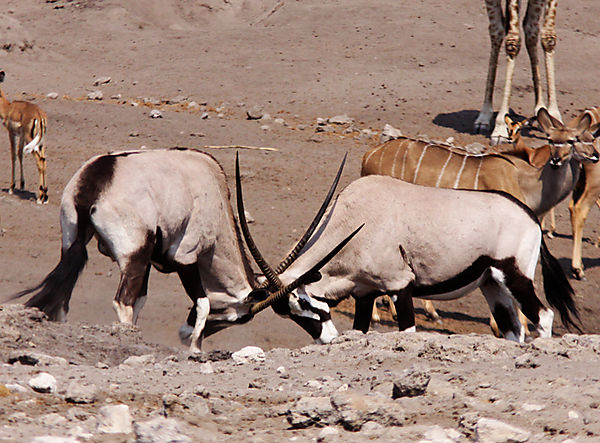 Gemsbok (aka Oryx)
